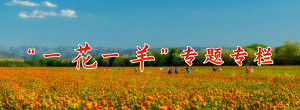 “一花一羊”专栏