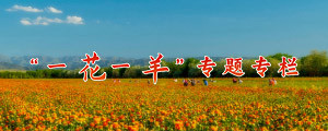 “一花一羊”专栏