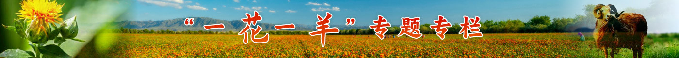 “一花一羊”专栏