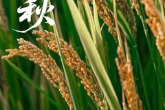 今日立秋 | 想道“天凉好个秋”？其实……