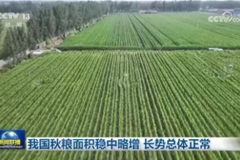 我国秋粮面积稳中略增 长势总体正常