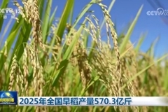 2025年全国早稻产量570.3亿斤