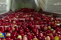 我国农村消费活力持续迸发