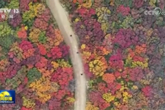 秋色宜人 带动文旅市场持续火热